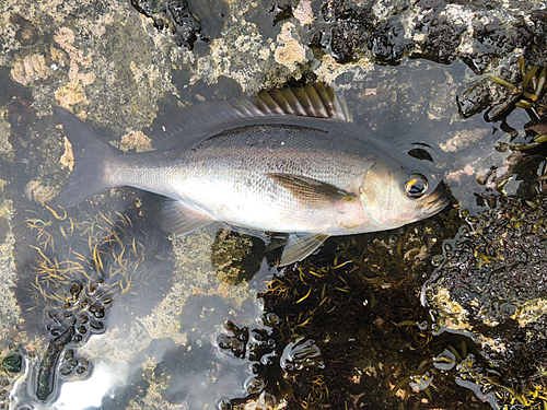 イサキの釣果