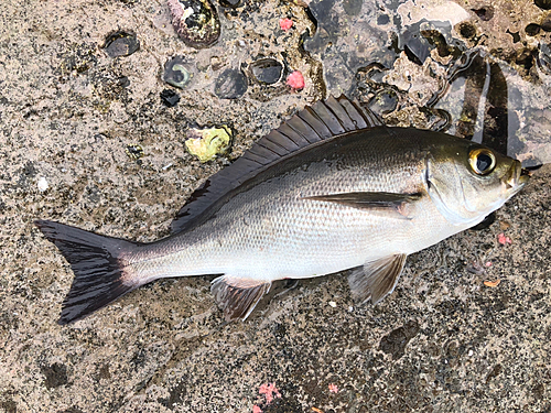 イサキの釣果