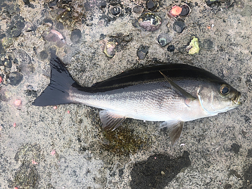 イサキの釣果