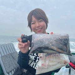 マルイカの釣果