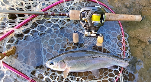 ニジマスの釣果