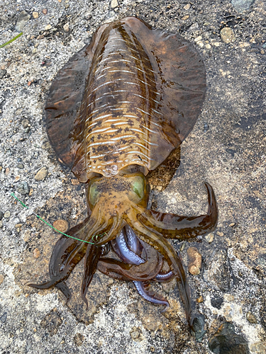 アオリイカの釣果