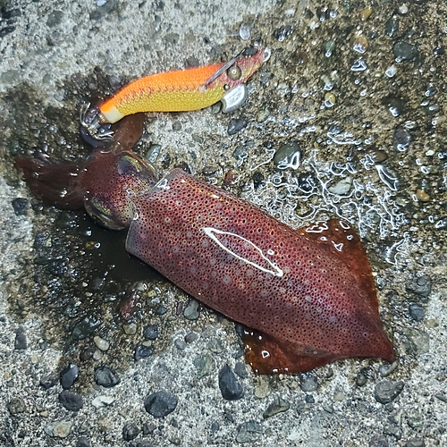 ケンサキイカの釣果