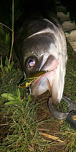 タイリクスズキの釣果