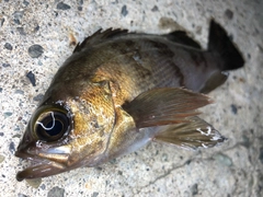 メバルの釣果