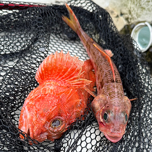 オニカサゴの釣果