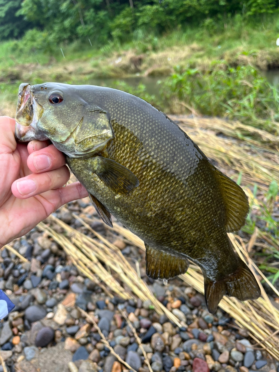 スモールマウスバス