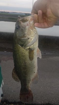 ラージマウスバスの釣果