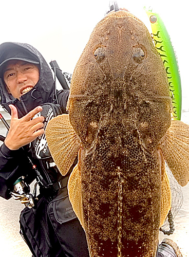 マゴチの釣果