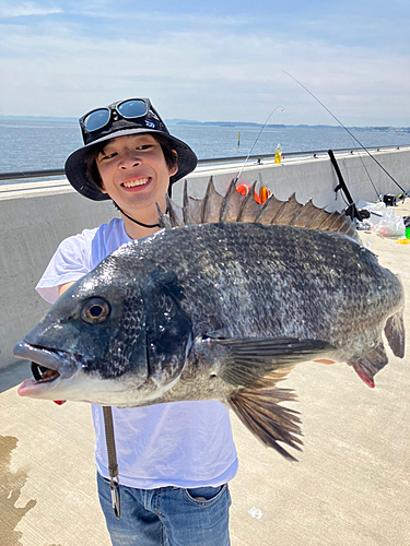 クロダイの釣果