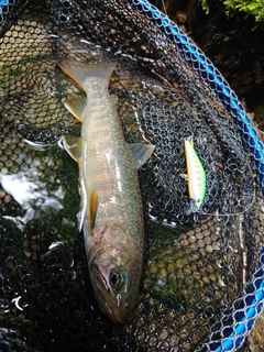 イワナの釣果