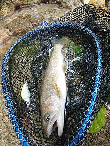 イワナの釣果