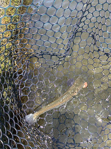 ニジマスの釣果