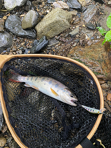 ヤマメの釣果