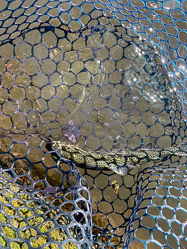 ニジマスの釣果