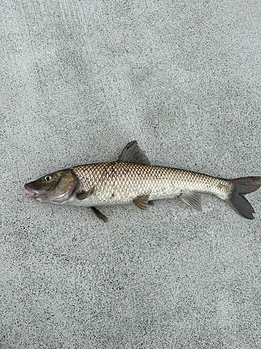 ニゴイの釣果