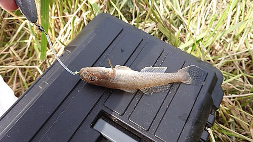 マハゼの釣果