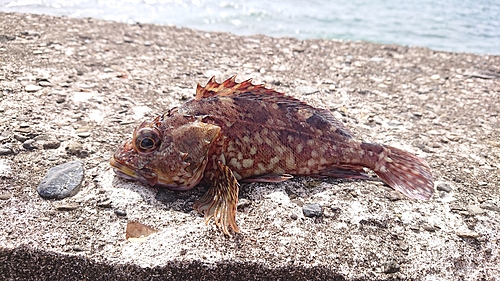 カサゴの釣果