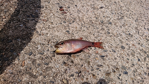 ネンブツダイの釣果