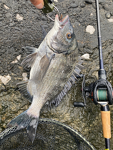 クロダイの釣果