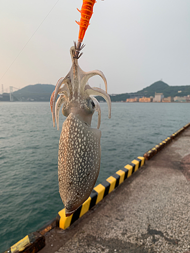 シリヤケイカの釣果