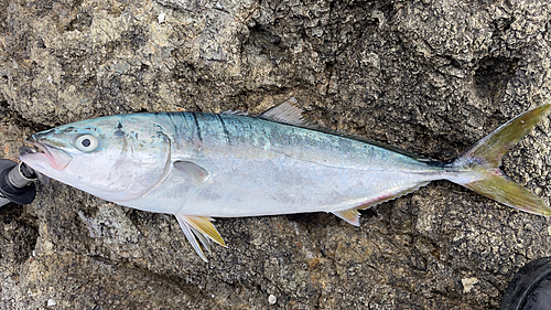 イナダの釣果