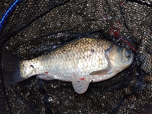 フナの釣果