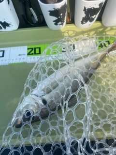 マアジの釣果