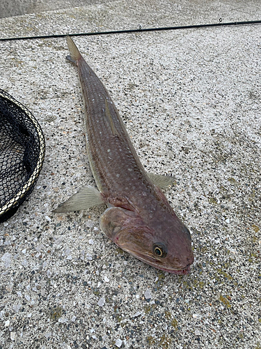 オキエソの釣果