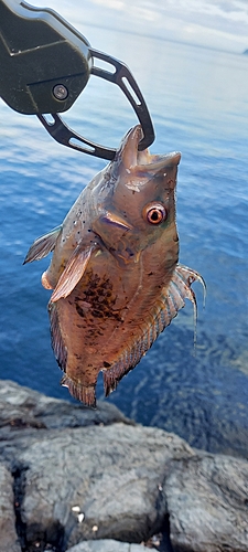 オハグロベラの釣果