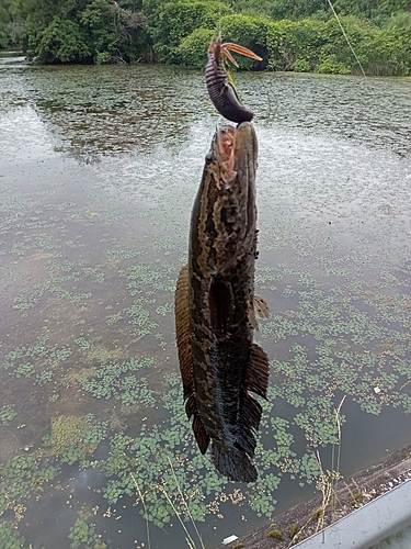 ライギョの釣果