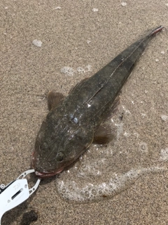 マゴチの釣果