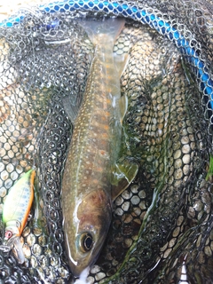 イワナの釣果