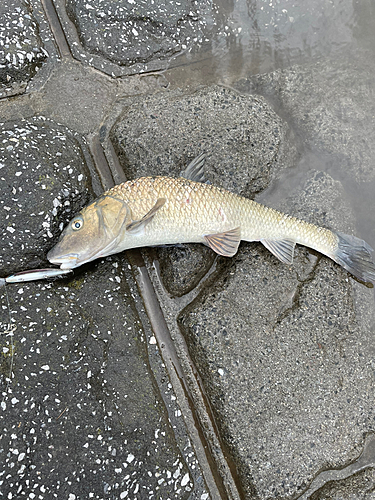 ニゴイの釣果