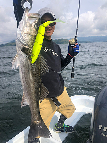 シーバスの釣果