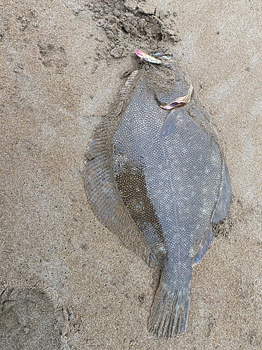 マツカワの釣果