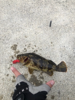 タケノコメバルの釣果