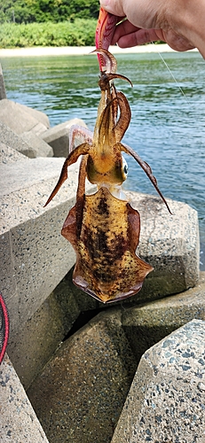 アオリイカの釣果