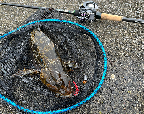 アブラコの釣果