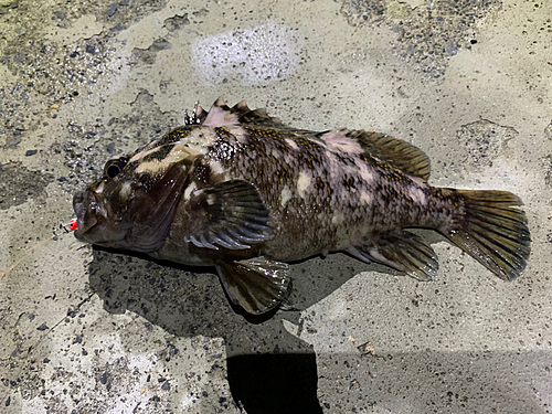 オウゴンムラソイの釣果