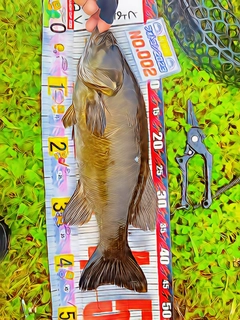 スモールマウスバスの釣果