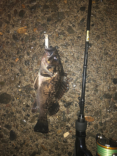 クロソイの釣果