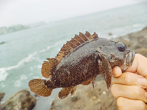 ムラソイの釣果