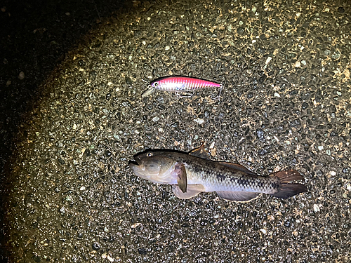 ウロハゼの釣果