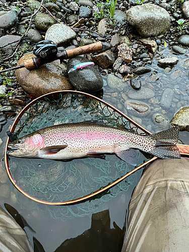 ニジマスの釣果