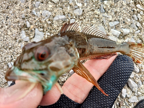 アナハゼの釣果