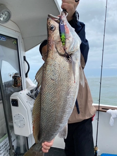 オオニベの釣果