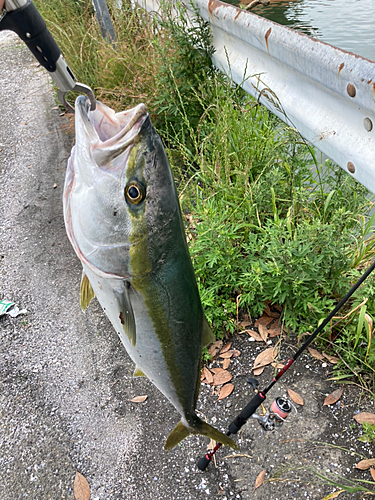 ハマチの釣果