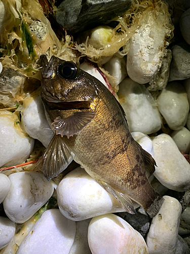 メバルの釣果