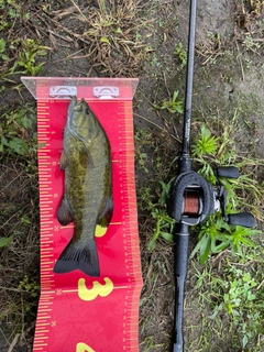 スモールマウスバスの釣果